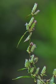 Rungia pectinata flower3.jpg